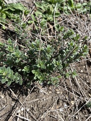 Hedeoma reverchonii