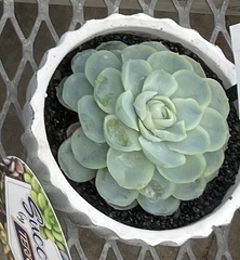 Echeveria elegans
