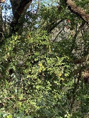 Citrus deliciosa