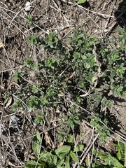 Hedeoma reverchonii