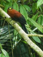 Rhamphococcyx calyorhynchus