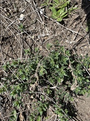 Hedeoma reverchonii