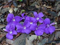 Bignonia neoheterophylla
