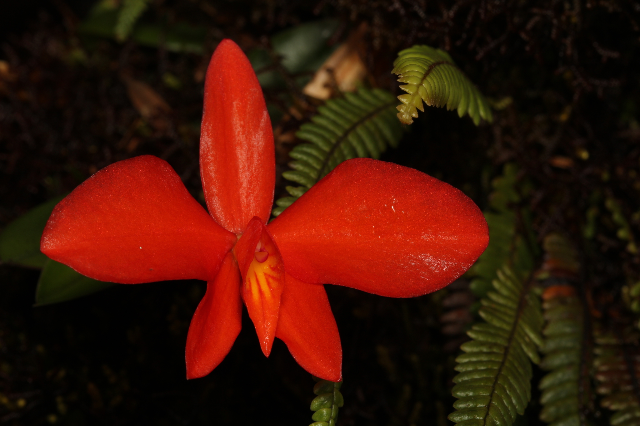Imagem de Orquídea