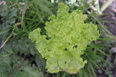 Lactuca sativa