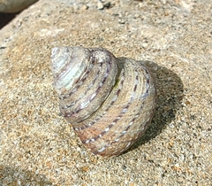 Calliostoma tricolor