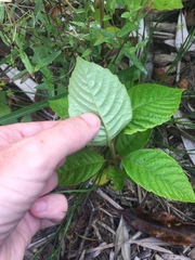 Camptotheca acuminata