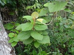 Helicteres baruensis