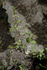 Parietaria debilis