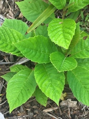 Camptotheca acuminata