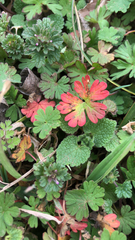 Geranium molle