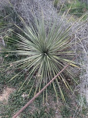 Yucca campestris