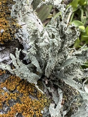 Ramalina complanata