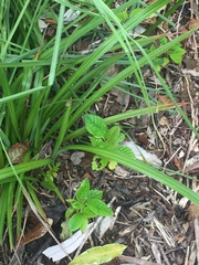 Camptotheca acuminata