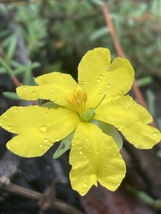 Hibbertia puberula