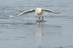 Larus glaucoides