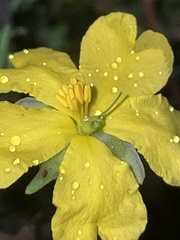 Hibbertia puberula