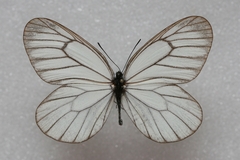 Aporia potanini