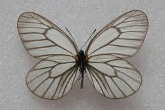 Aporia potanini