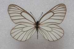 Aporia potanini