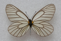 Aporia potanini