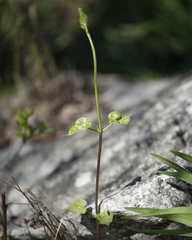 Matelea edwardsensis