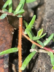 Hibbertia puberula