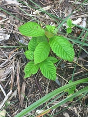 Camptotheca acuminata