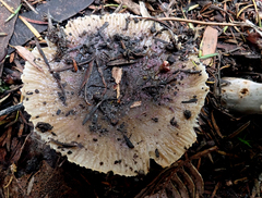 Russula acrolamellata