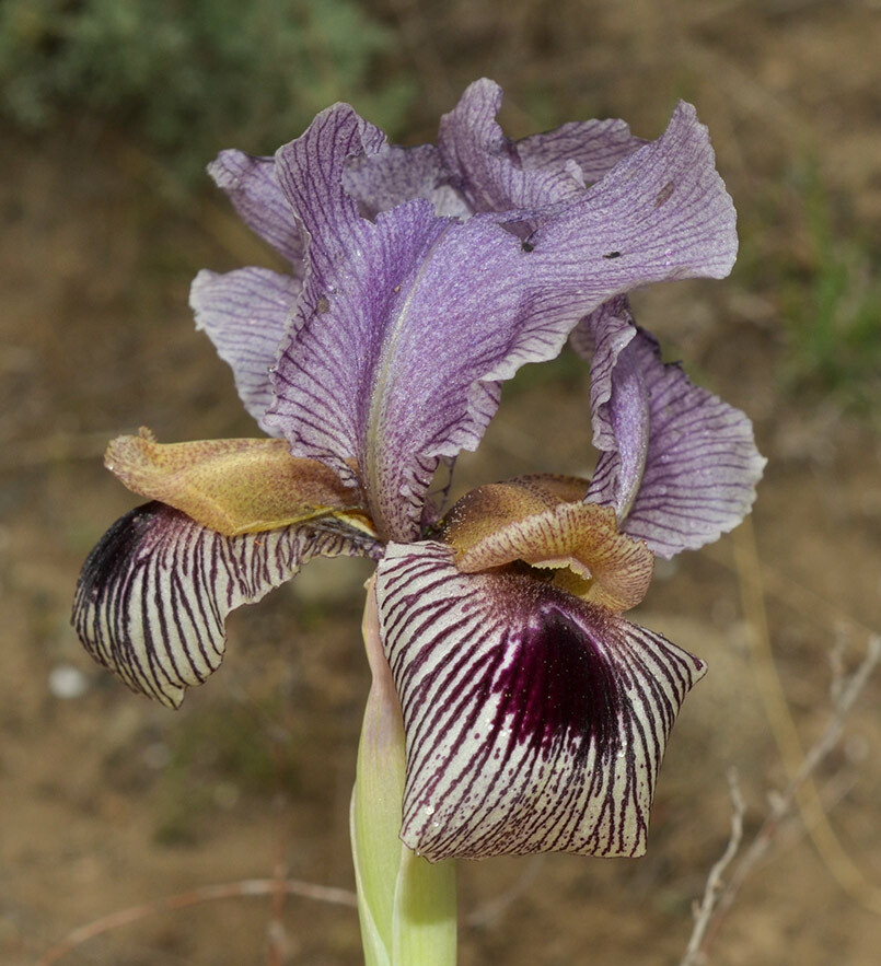 Blue Iris (Iris spuria) · iNaturalist Canada