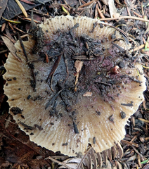 Russula acrolamellata