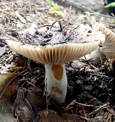 Russula acrolamellata