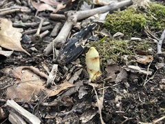 Podophyllum peltatum