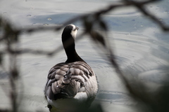 Branta leucopsis