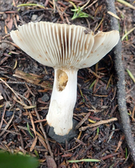 Russula acrolamellata