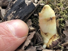Podophyllum peltatum