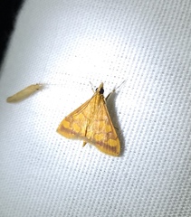 Pyrausta insignitalis