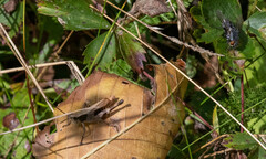 Chloealtis conspersa