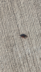 Disonycha glabrata