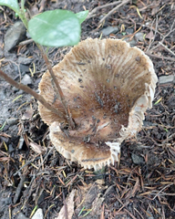 Russula acrolamellata