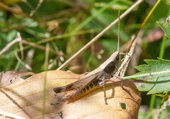 Chloealtis conspersa