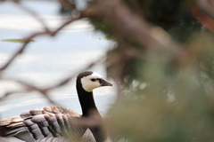 Branta leucopsis