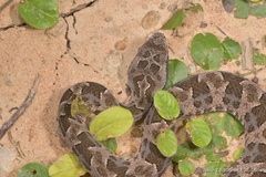 Bothrops mattogrossensis