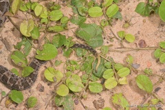Bothrops mattogrossensis