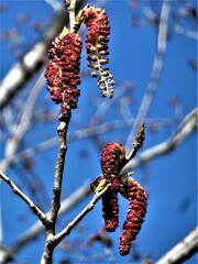 Populus deltoides deltoides