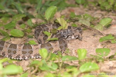 Bothrops mattogrossensis