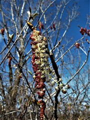 Populus deltoides deltoides