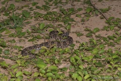 Bothrops mattogrossensis