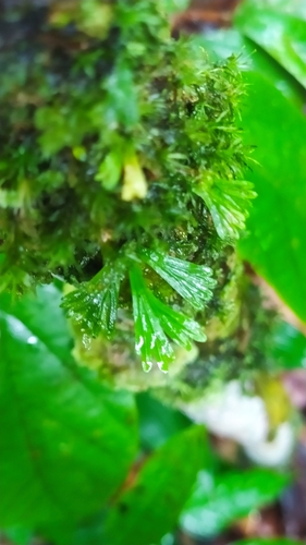 Image of Hecistopteris pumila by (c) Guillaume Delaitre, some rights reserved (CC BY)