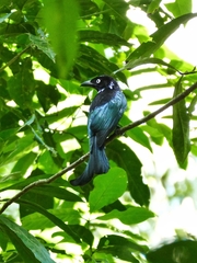 Dicrurus hottentottus